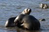 Lots of fur seal pups playing!!