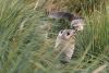 Many seals in the tussock grass