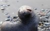 A cute picture to end our stay on South Georgia Island!!!