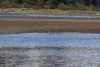 Blue Heron