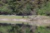 We have Brown bears!!