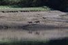 And Sitka deer!!