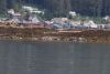 Seals on an island in front of Hoonah
