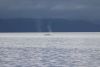 Humpback whale in Kelp Bay on 6/5