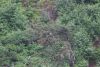 Another Eagle:)))