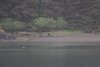 Brown Bear in Cannery  Cove