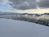 Adelie penguins