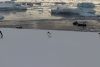 Adelie penguins