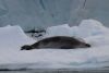 Crabeater Seal...but they don't eat crab...hmmmm!!