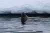 Ferocious Leopard Seals