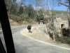 Lonely cow