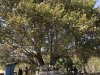 Holy banyon tree