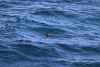 Black-footed albatross