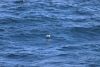 Black-browed Albatross