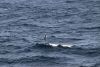 Smaller birds are storm petrels