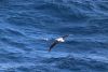 Back to more birds.....so graceful and effortless.....I could watch for hours!!