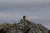 I think a Meadowlark