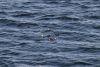 Magellanic penguins hunting/resting