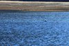 Lots of Harbor seals!!