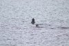 Lots of curious otters