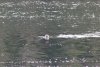 Think this is a seal!!