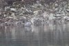 Great Blue Heron......wow!!!