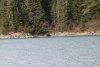 We saw our first Brown (Grizzly) bear of the season....big, healthy male!!