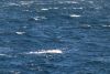 Seas were in the 4-6' range and winds 25kts!!
