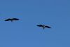 Lots of bird flying around!!!