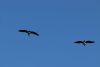 These are cormorants or blue-eyed shags!!