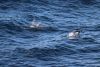 Lots of Gentoo penguins in the water swimming with the ship!!