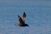 Brown Skua