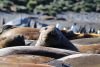 Southern Elephant Seal