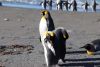 These guys were so cute and soooo unafraid....humans were a curiosity!!