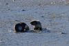 Lots of fur seals and pups as well!!