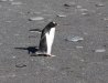 Gentoo penguin