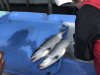 Nice fish......maybe Chum or dog Salmon