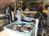 These fish have been through the Iron Chink and are being inspected to have been completely cleaned