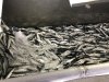 Salmon getting ready to be processed
