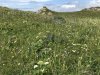 Lots of wild flowers