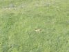 Deer in the meadow along the anhcorage