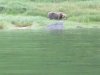 Our first Kodiak Brown bear
