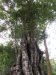 Some very big trees