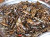 Water roaches.....yuck!!