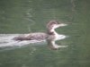 Juvenile common Loon