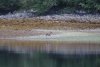 Sitka Deer