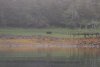 We have a bear in Sandy Bay