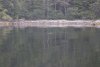 Seal in the anchorage in Egg Harbor on Coronation Island