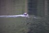 Well hello my friend, we have not seen many otters around Prince of Wales