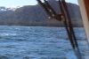 There was a breeching whale there....a little late John-boy w/the picture:(((